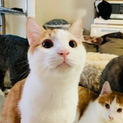 里親さん募集します！