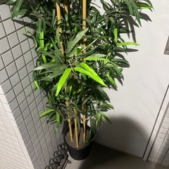 植物の画像