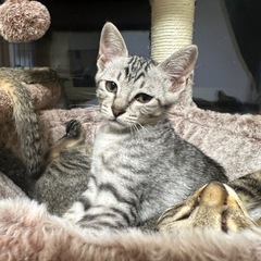 2カ月のサバトラ　女の子