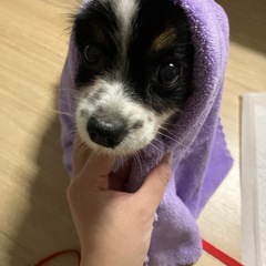 犬友達募集してます♩⚠️女性限定