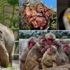 福岡市動物園のチケット一枚