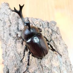 国産カブトムシ(大阪府八尾市産)WF1成虫♂♀ペア ①の画像