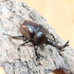 国産カブトムシ(大阪府八尾市産)WF1成虫♂♀ペア ①の画像