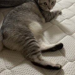 子供にアレルギーがでてしまい譲渡することに決めました。