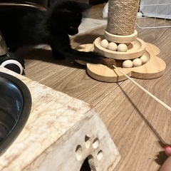 3ヶ月黒猫(尻尾長い子)女の子 - 猫