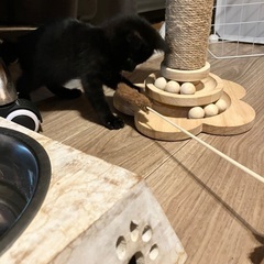 生後5週目の黒猫(尻尾長い子)