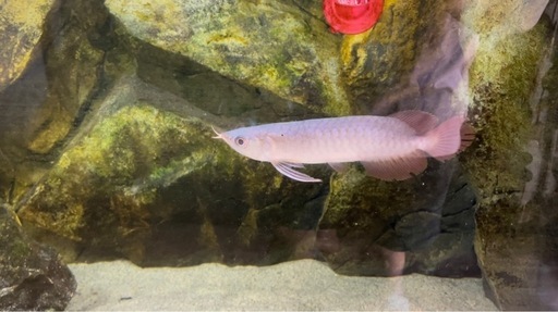 アロワナウルティメイトレッド