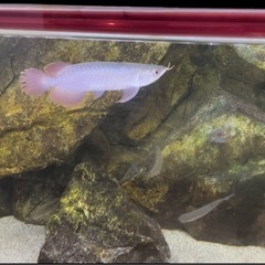アロワナウルティメイトレッドの画像