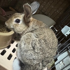 ミニウサギとミニウサギ赤ちゃん