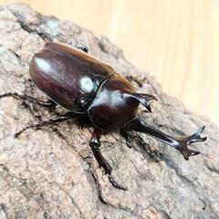 国産カブトムシ(大阪府八尾市産)WF1成虫♂♀ペア ④の画像
