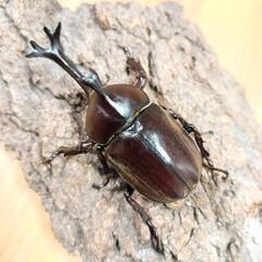 国産カブトムシ(大阪府八尾市産)WF1成虫♂♀ペア ④の画像