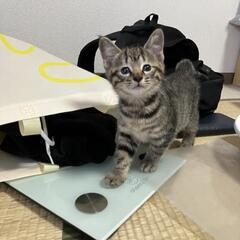 ２ヶ月　トラ柄　仔猫ちゃん