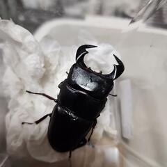 ダイオウヒラタクワガタ♂️81mm♀️フリーサイズペアの画像