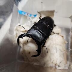 ダイオウヒラタクワガタ♂️79mm♀️フリー　ペアの画像