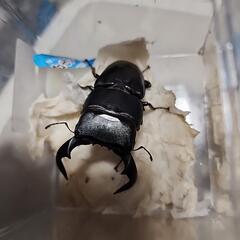 ダイオウヒラタクワガタ♂️79mm♀️フリー　ペアの画像