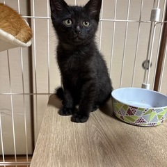 何よりも性格が一番☝️クロネコちゃん　🐈‍⬛