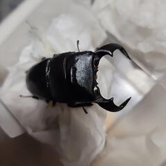 ダイオウヒラタクワガタ♂️78mm♀️フリーサイズペアの画像