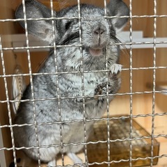 チンチラ　8才　グレー　男