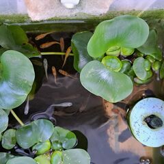 ミックスメダカ(色目の指定は不可です)譲ります。引き取りに来て頂ける方希望です。の画像