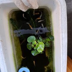 ミックスメダカ(色目の指定は不可です)譲ります。引き取りに来て頂ける方希望です。の画像