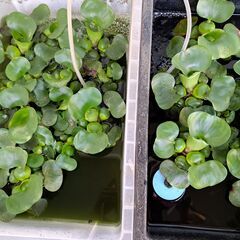 ミックスメダカ(色目の指定は不可です)譲ります。引き取りに来て頂ける方希望です。の画像