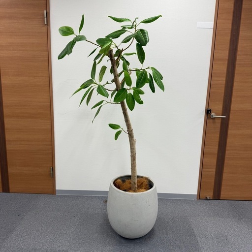 観葉植物 アルテシマ 170cm おしゃれ インテリア 大型