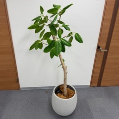 観葉植物 アルテシマ 170cm おしゃれ インテリア 大型の画像