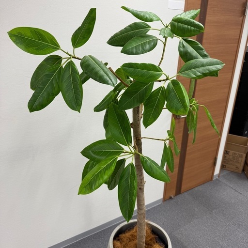 観葉植物 アルテシマ 170cm おしゃれ インテリア 大型