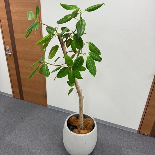 観葉植物 アルテシマ 170cm おしゃれ インテリア 大型