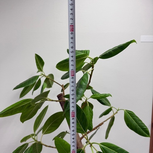 観葉植物 アルテシマ 170cm おしゃれ インテリア 大型