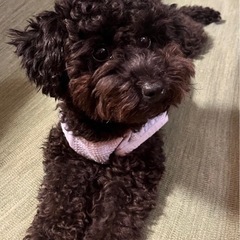 迷子犬　探し犬　