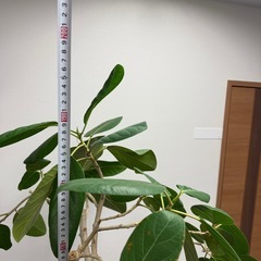 観葉植物 200cm フィカス ベンガレンシス ゴムの木 曲がり仕立ての画像