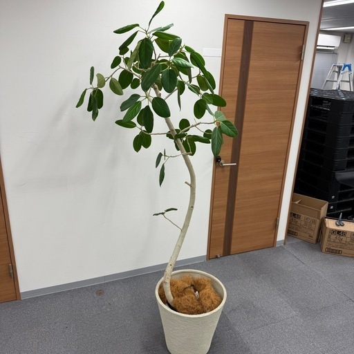 観葉植物 200cm フィカス ベンガレンシス ゴムの木 曲がり仕立て
