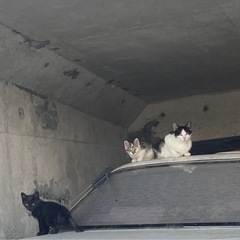 生後1ヶ月程の子猫