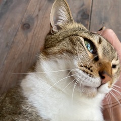 3猫の里親