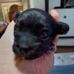 シープー　子犬　生後4か月　2月28日生まれ