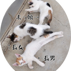 生後約２ヶ月　心和む仲良し白ブチ３きょうだい