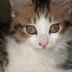 保護猫パンジー(仮名)