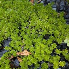 植物　多年草　セダム　グランドカバーの画像