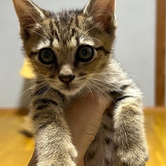 生後2ヶ月弱　キジ猫♂ココロくん