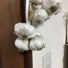 早い者勝ち にんにくの画像