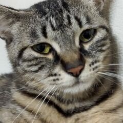 キジトラ女の子2歳