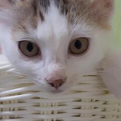 逃げ足が速い、しらたまちゃん