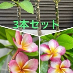新苗追加しましたプルメリア実生苗(発根済)3本セット