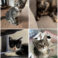 4月生まれの可愛い仔ニャンズです！里親募集中🍒