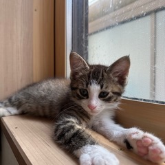 生後2か月　おめめくりくり👀✨可愛いキジ白の男の子　