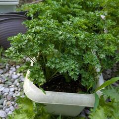 パセリ　プランターごと