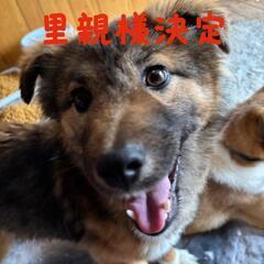 代わりに投稿しております。オス1匹とメス1匹はまだ居ます