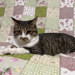 里親さんになってくださる方急募！くーちゃん（１歳雄）