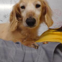 伊勢市から　ミニチュアダックスフント　オス　ロングヘアード　レディッシュイエロー　推定15歳ほど - 犬